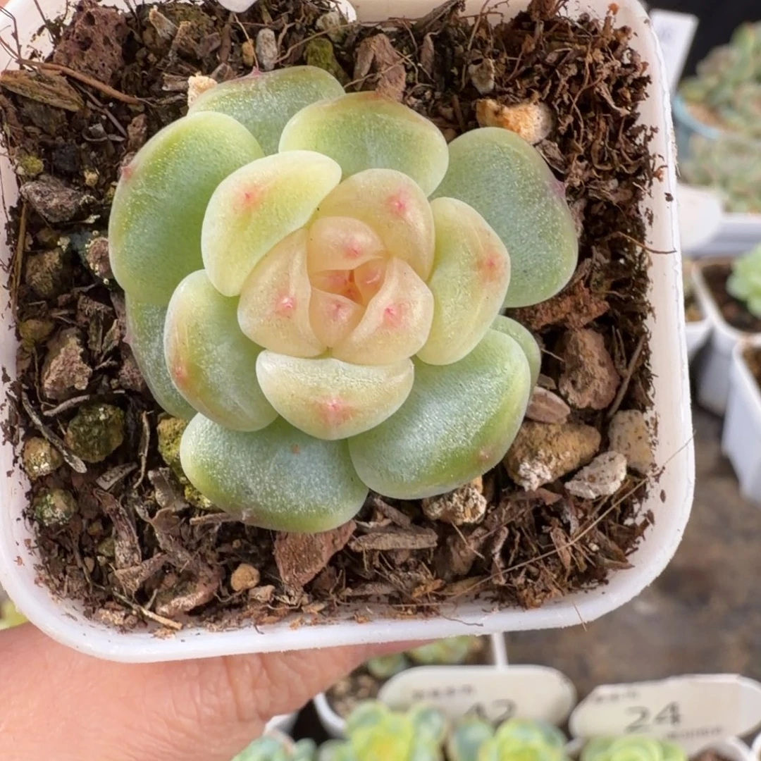 秃子甜心单头福利43号