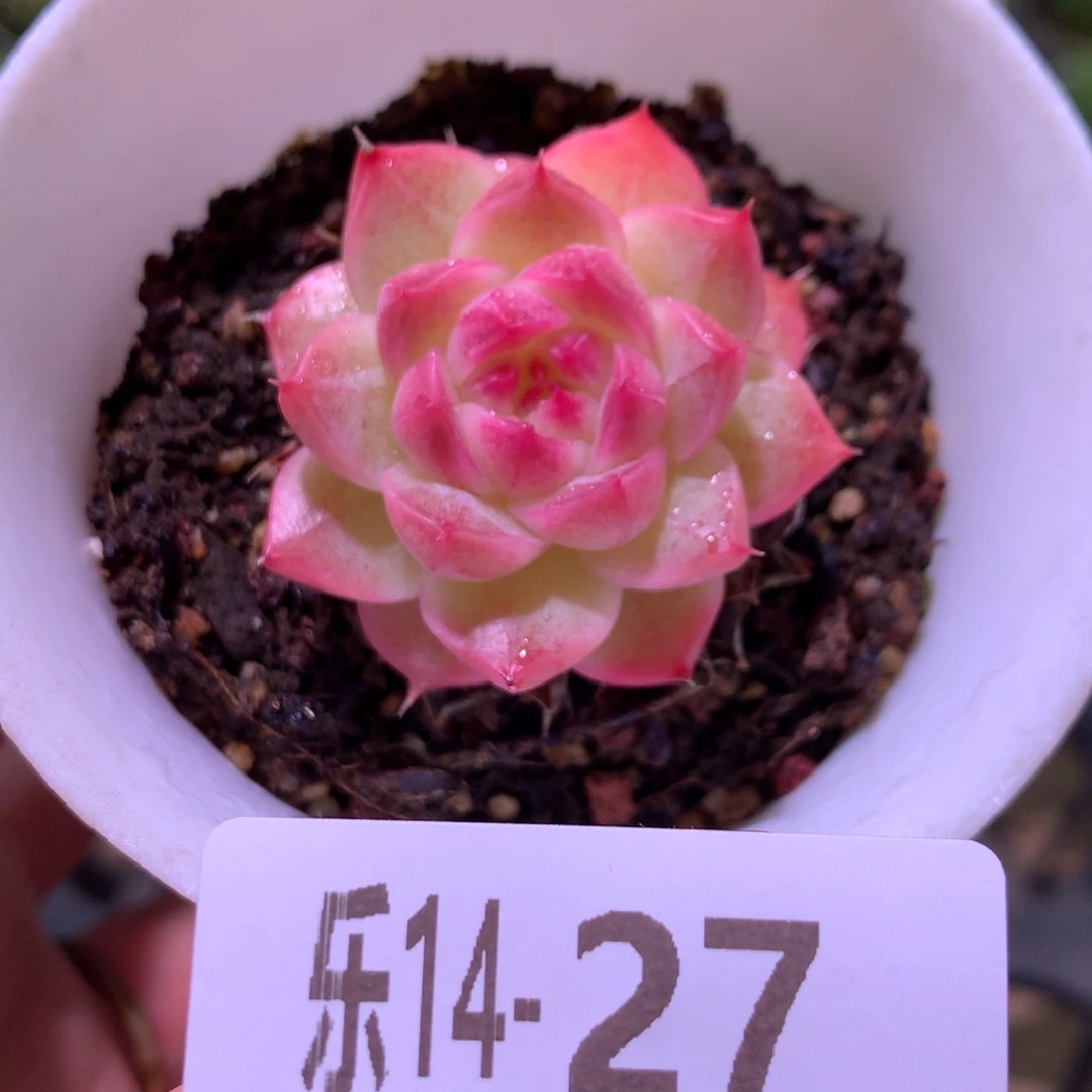 乐然14-27 麦秆单头