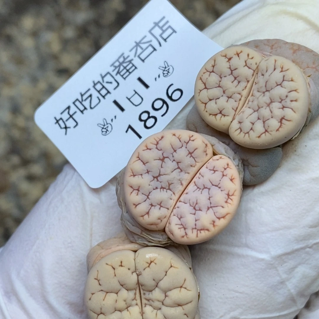 1896。零下拍保温.18包邮.当天凑哦