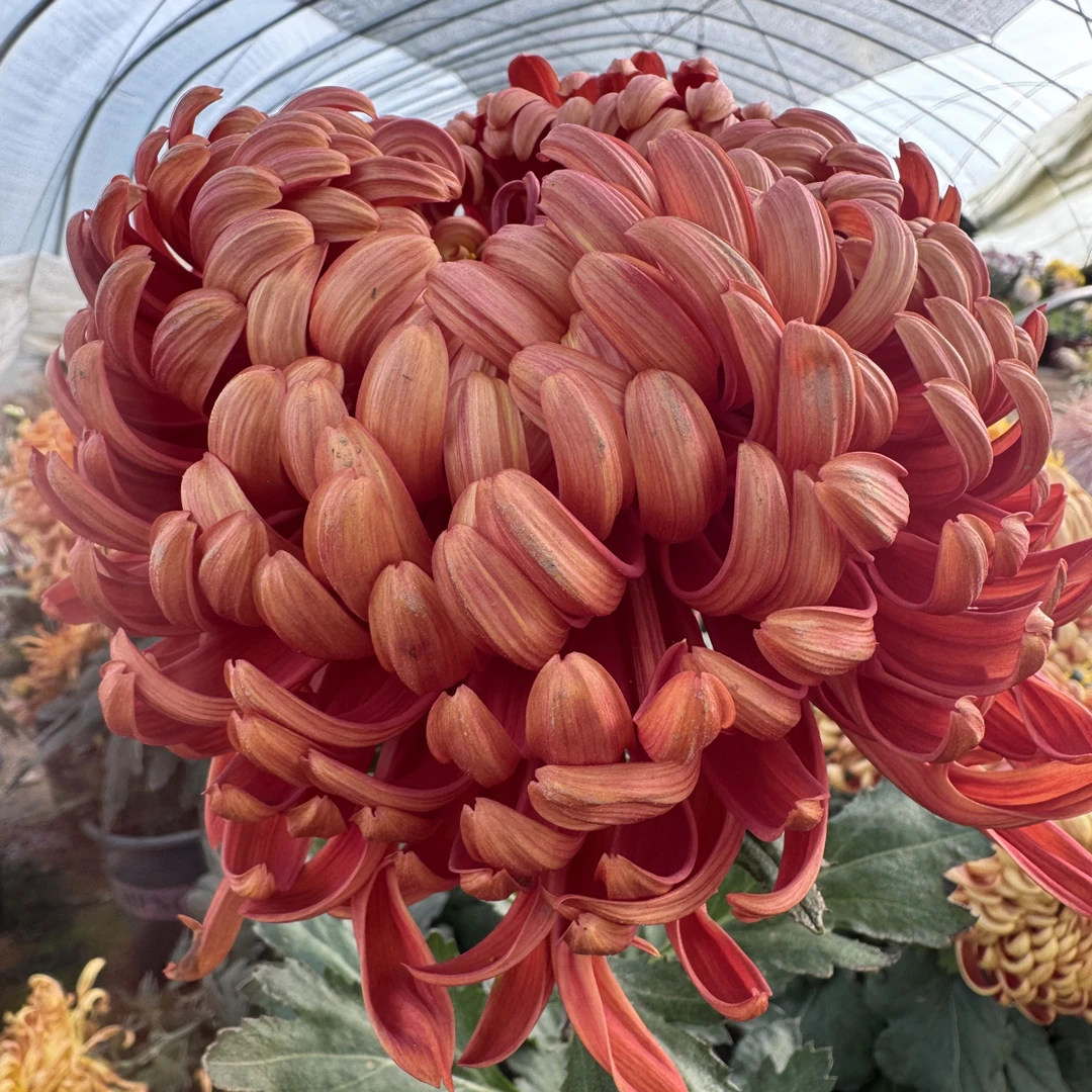 【盘龙圣火】稀有大花型九月大菊花品种盆栽好养活 原盆原土包对版