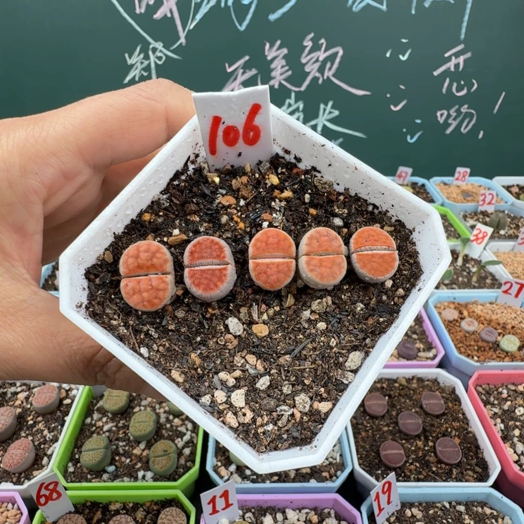 多喜多肉 冰橙整盆带盆土106