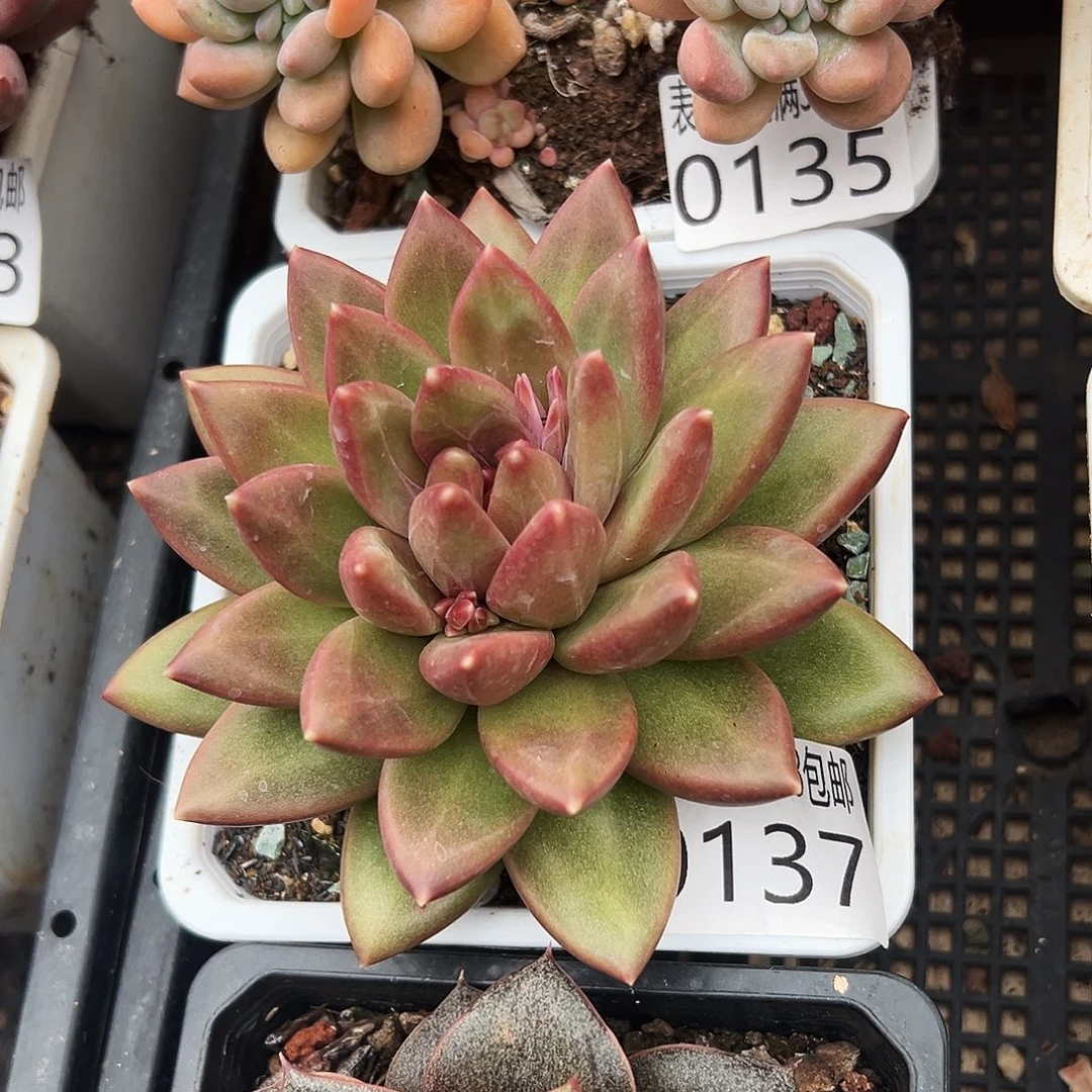 多肉一物一拍植物0137