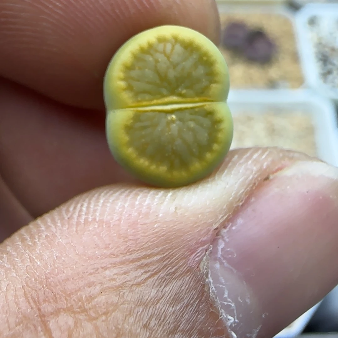 528 生石花大棚直播