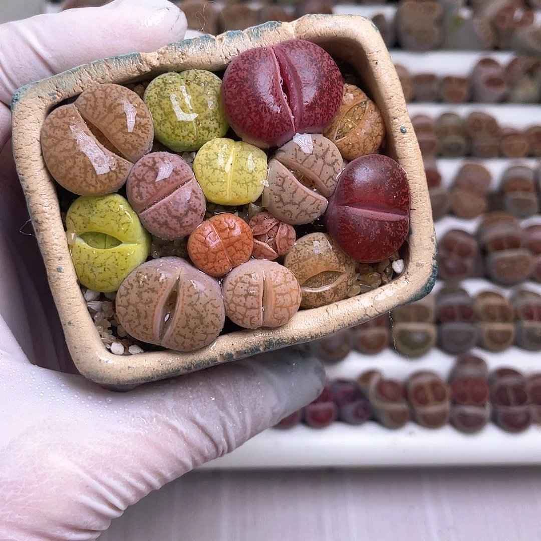 200 带盆土发货……………………