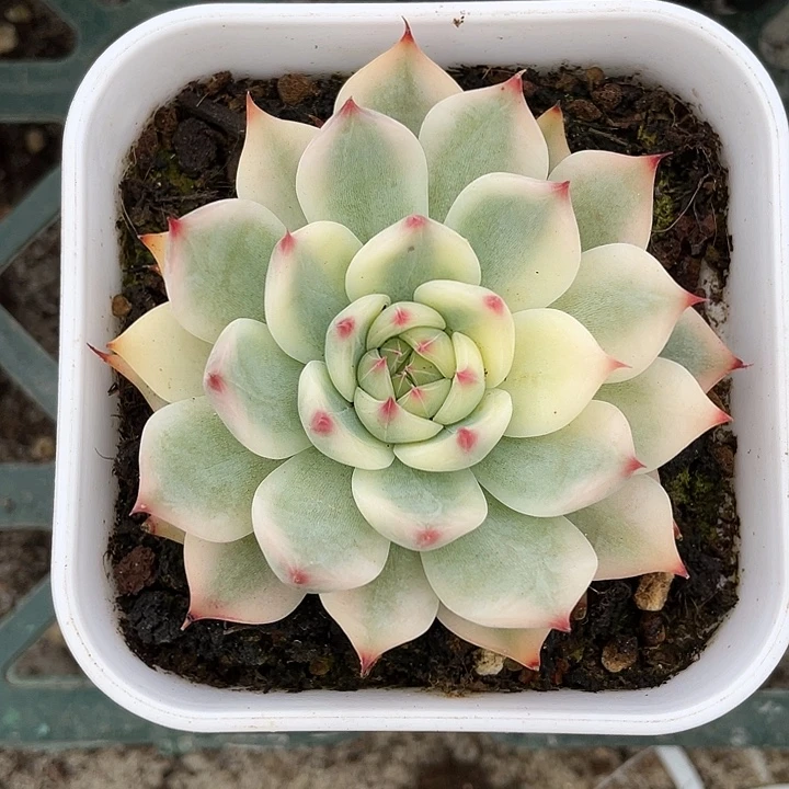 吉娃娃锦一物一拍锦龙