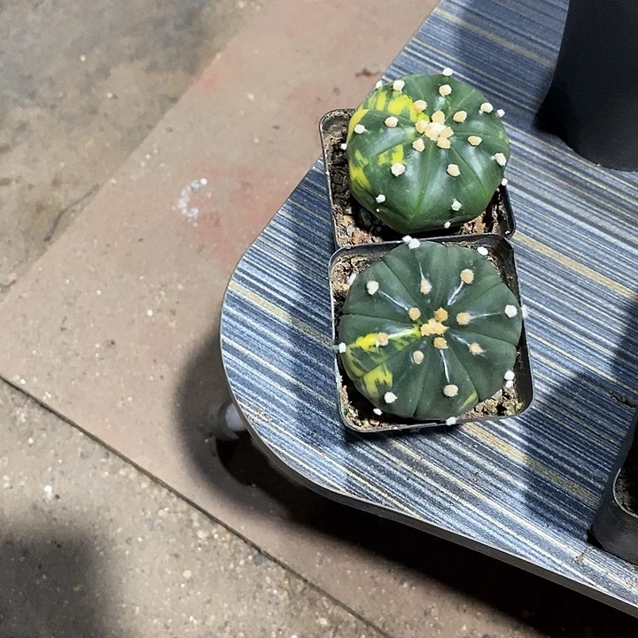 红***红组合2棵实生脱土发货