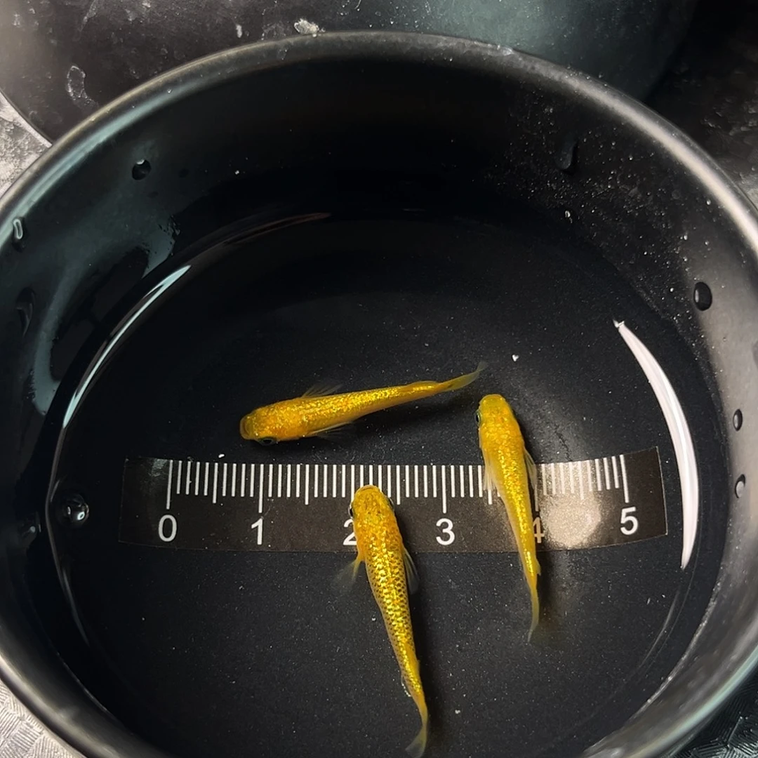 青鳉鱼阳光三条13号