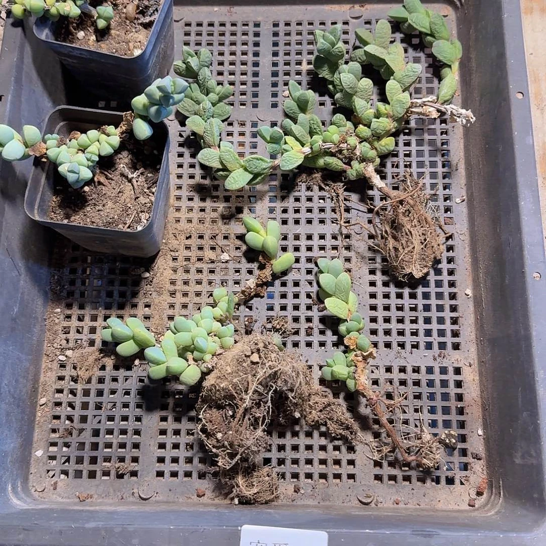 A***1直播福利一物一拍119