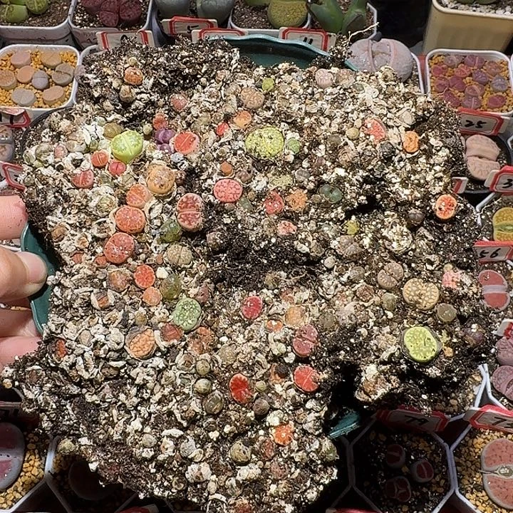 生石花1112222。  无售后。  150