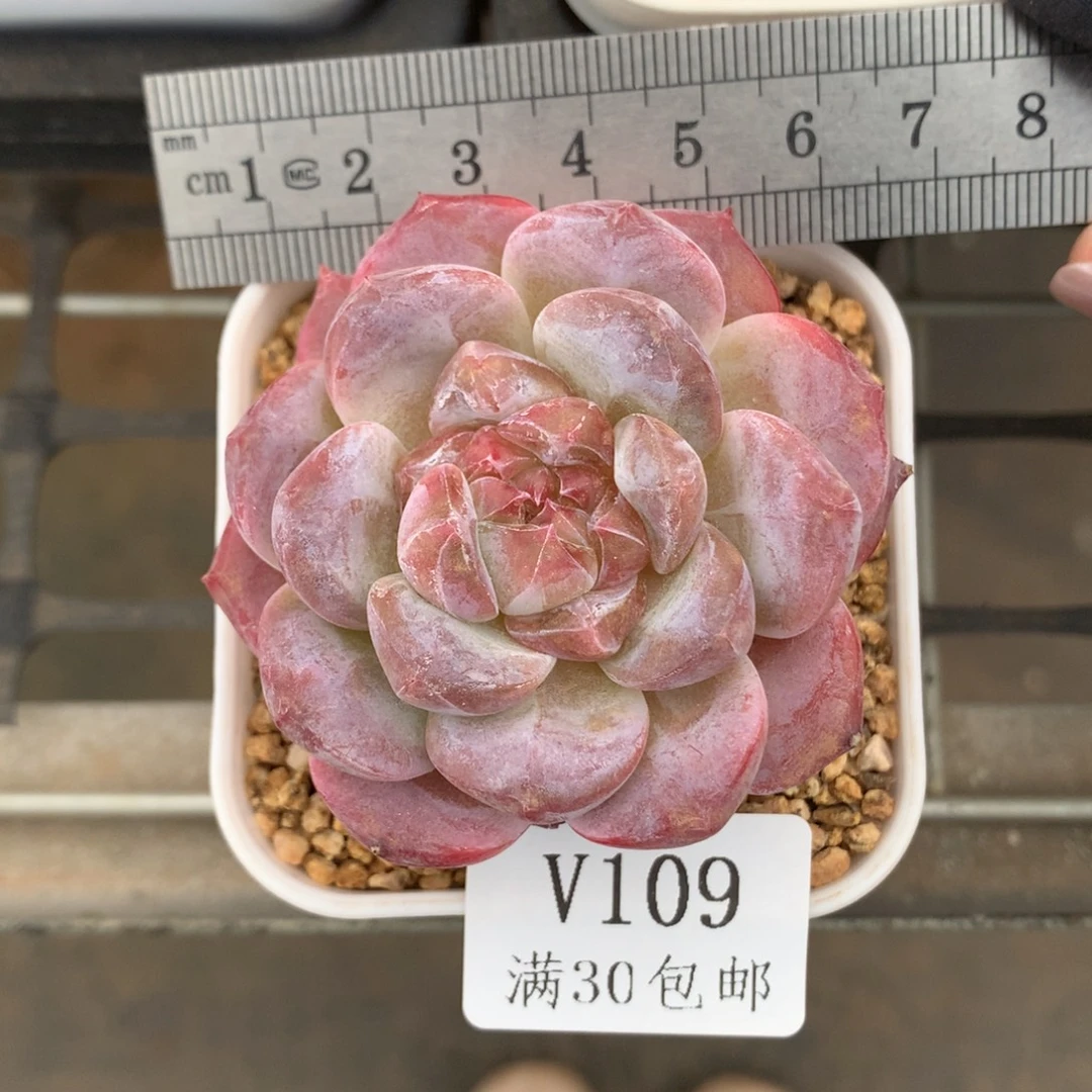 109母本琥珀冠服6.5