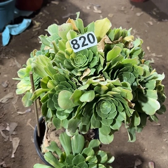 三*一颗多肉法师植物