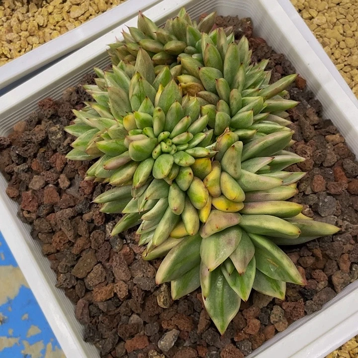 一物一拍一物品哦