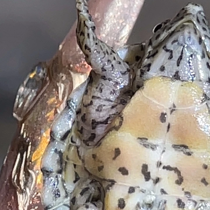 不分公母剃刀龟H21全品满纹黑刀