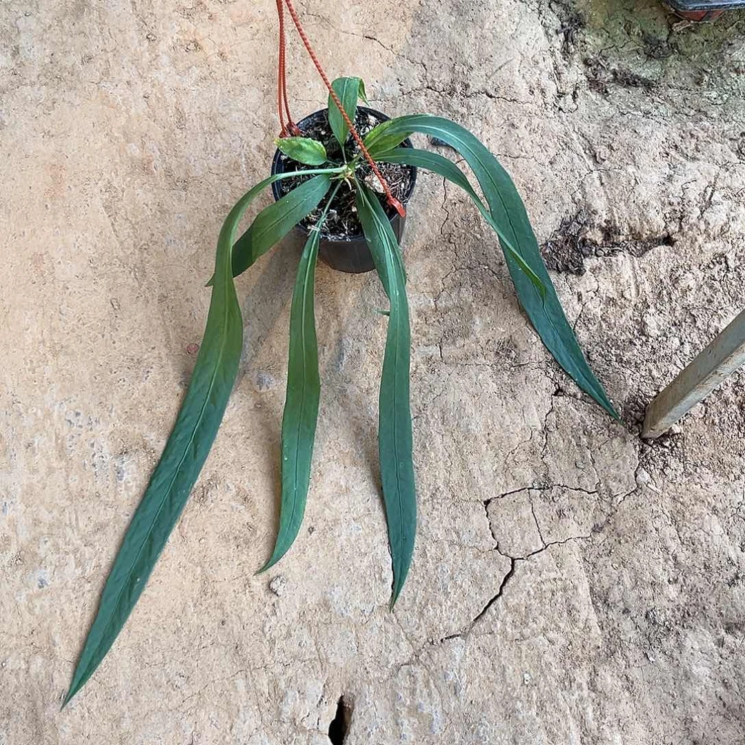 无花朵领带武汉花柱