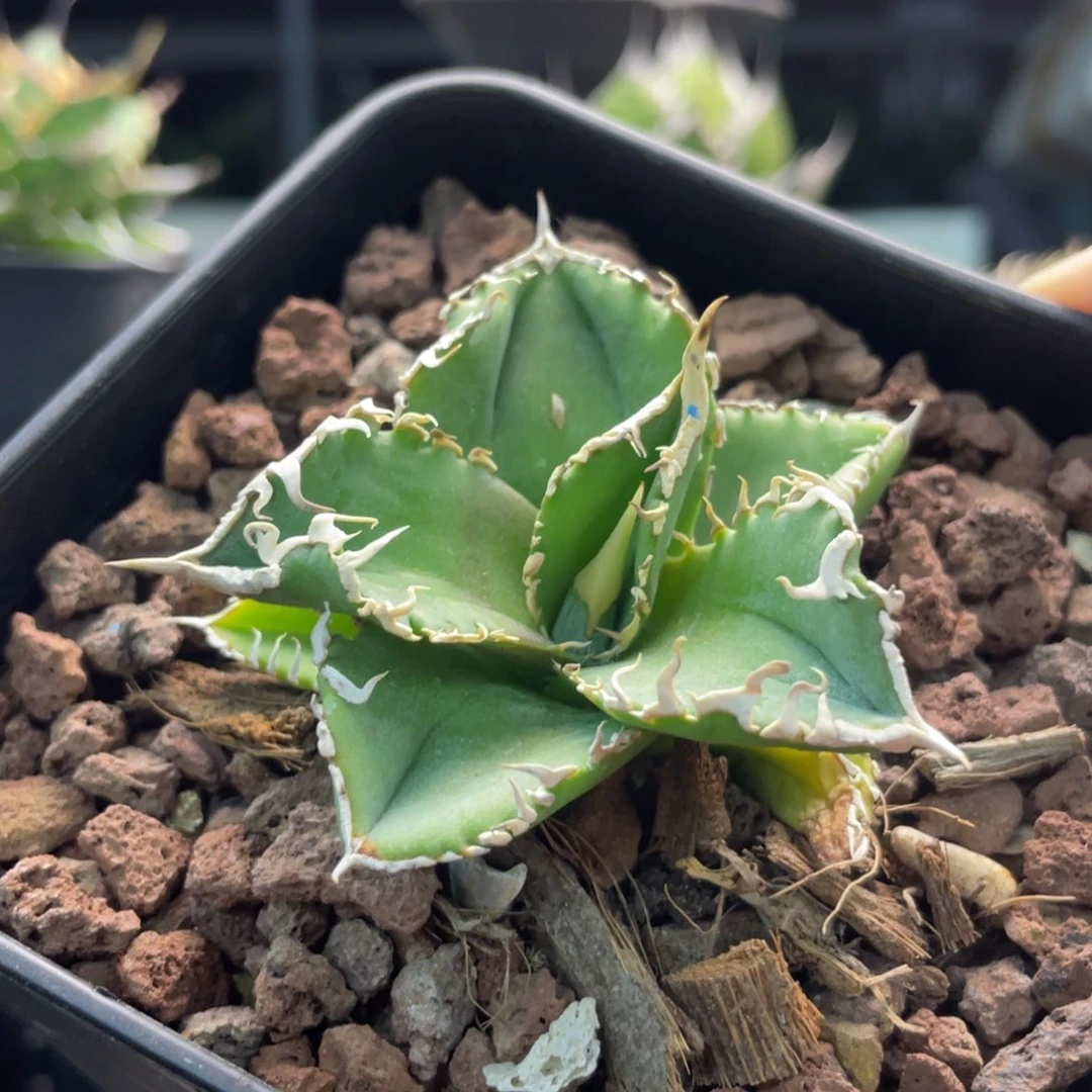 白豪刺88888888888888