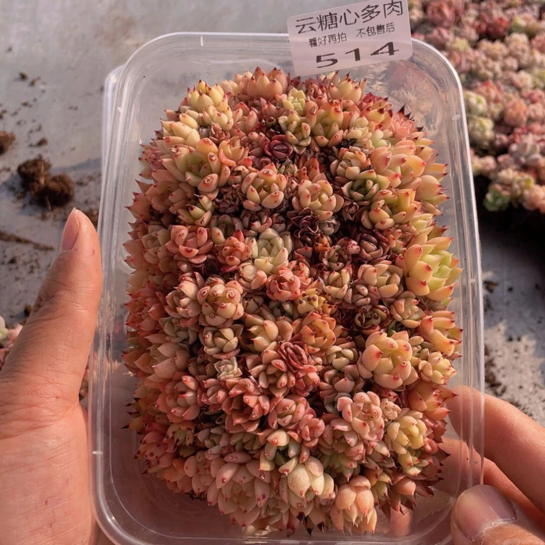 云糖心多肉植物514