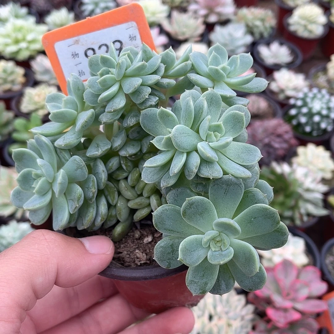 超***杰929号多肉植物盆栽
