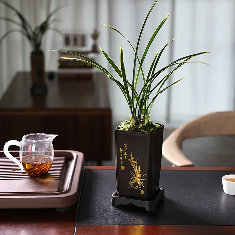 【精品兰花】金边兰花盆栽四大名兰建兰浓香花卉绿植办公室内客厅