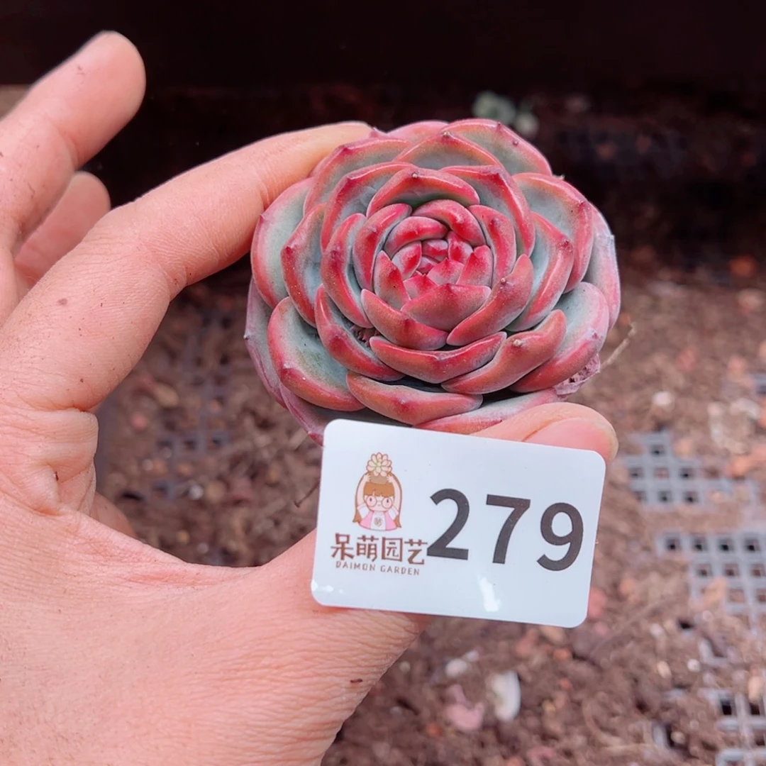 可*多肉植物多肉植物