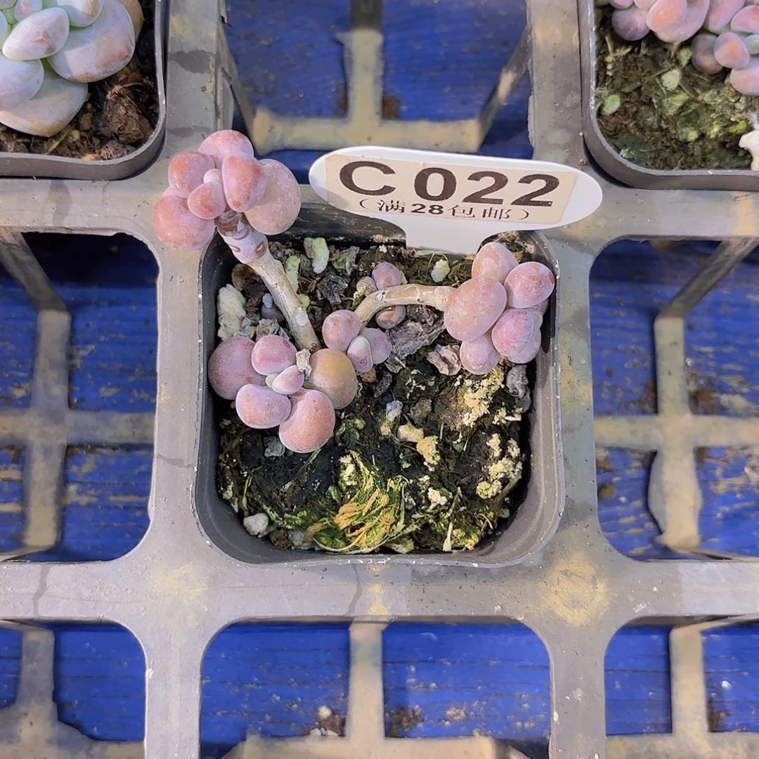 C022桃蛋一物一拍