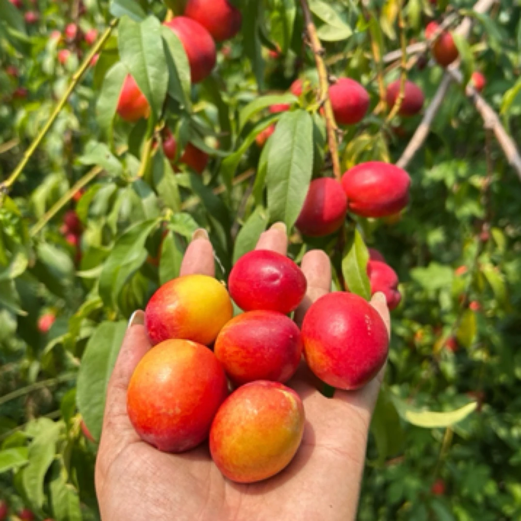纯野生珍珠油桃有机认证当季新鲜水果桃子北京市
