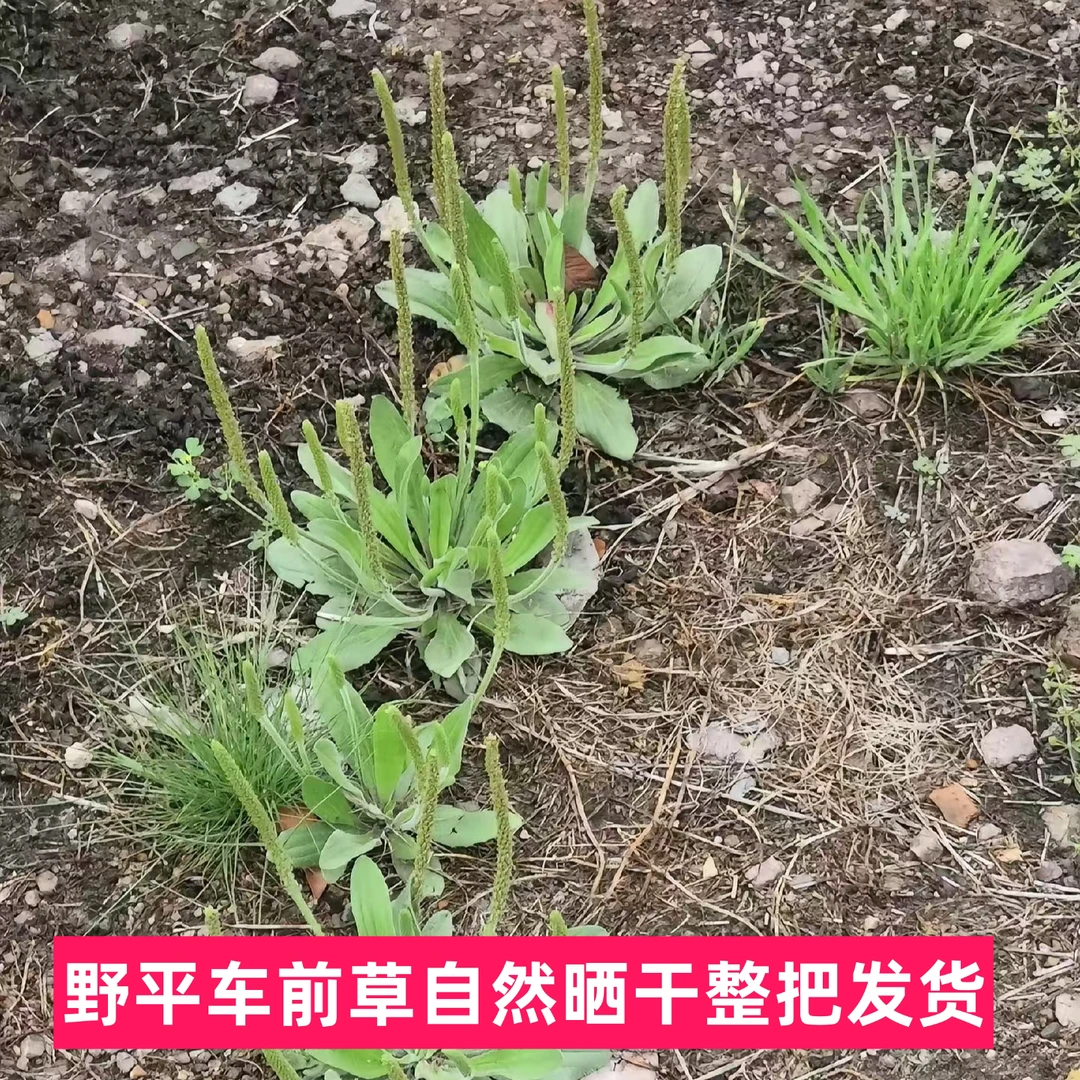车前草平车前草野车前草自然晒干整把带籽发货