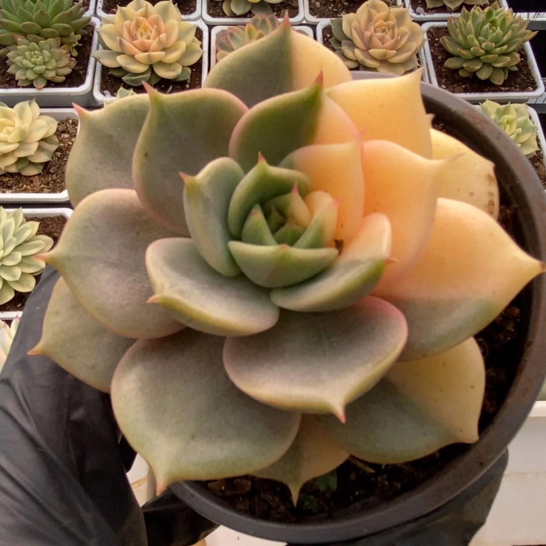 383贝加尔湖锦锦锦锦锦锦锦