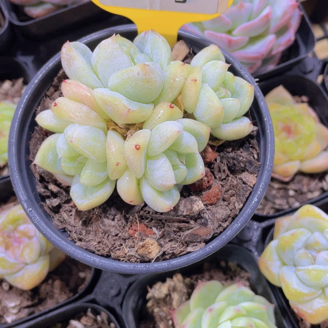 301号 糖心白泽多头群一个