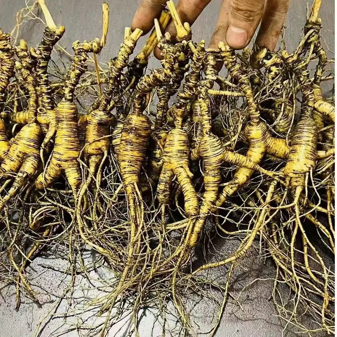 补差价 正宗高龄长白山林下参新鲜可泡酒煲汤自用