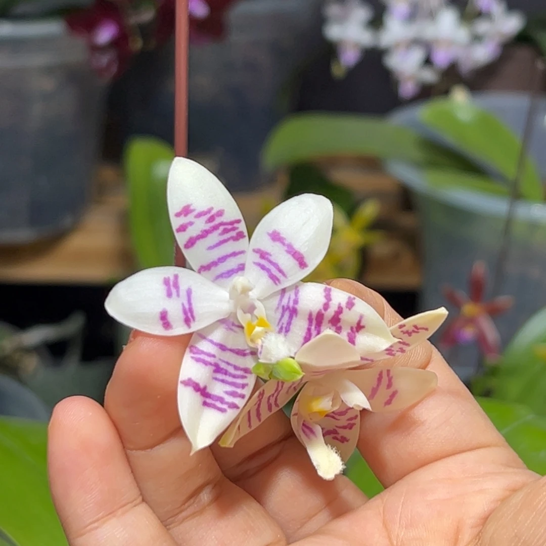 大部分开放少量花苞