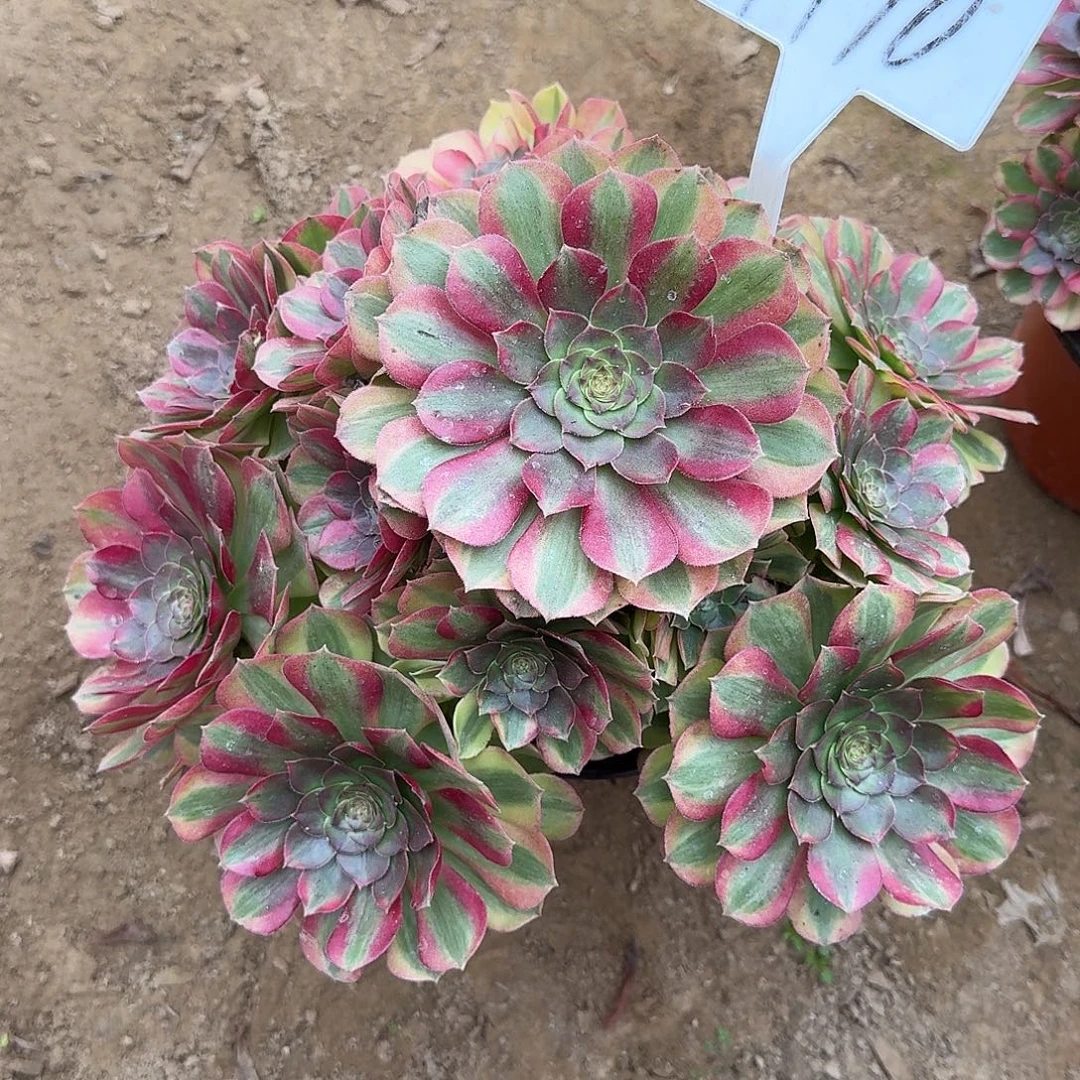 4190雨荷多肉法师多肉