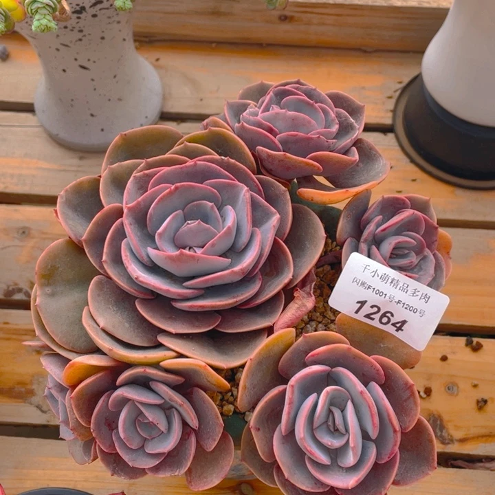 谢谢你的支持00001264