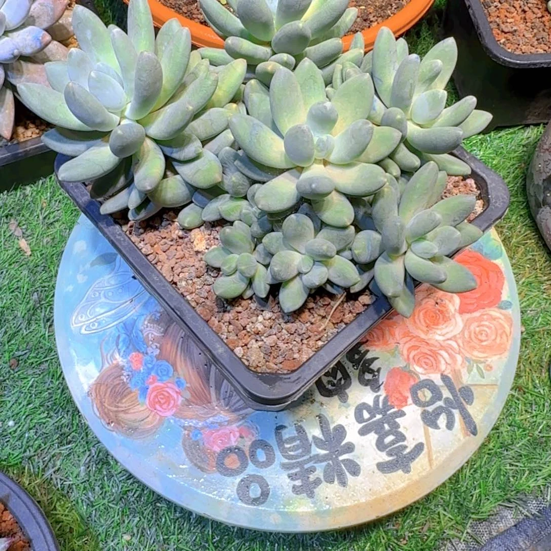 多肉植物多肉植物