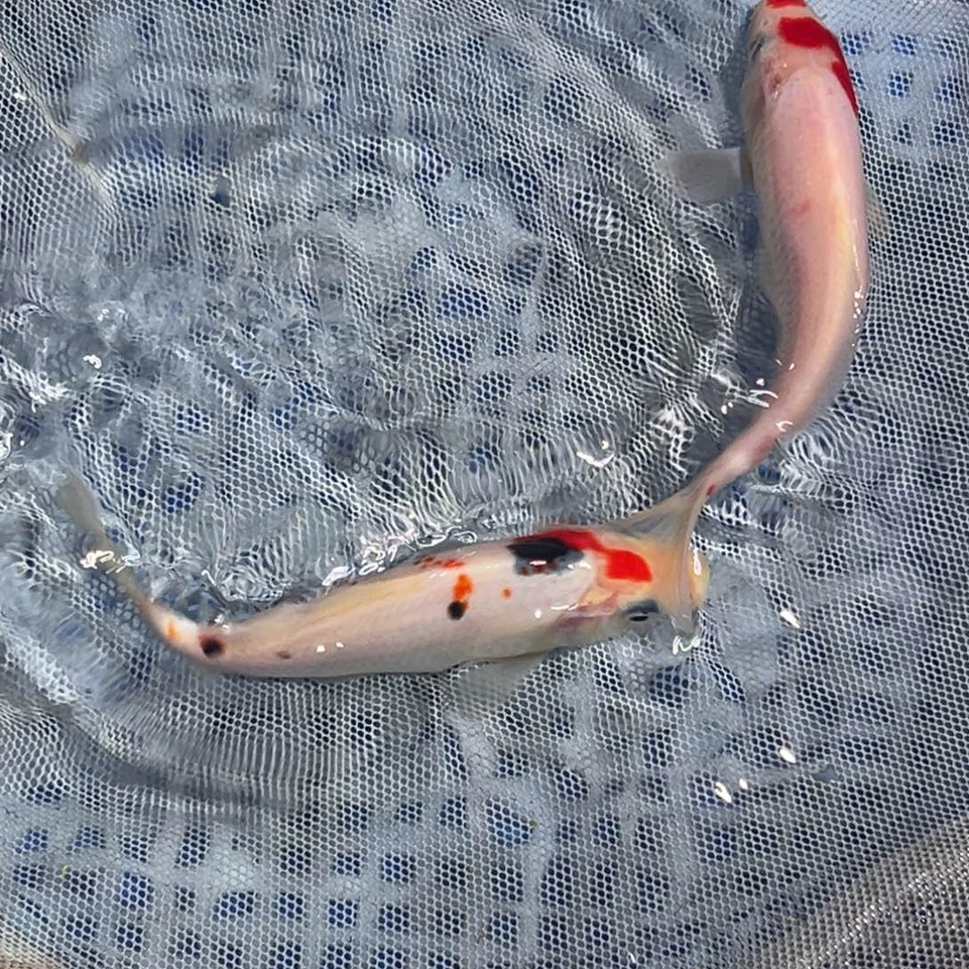 锦鲤锦鲤观赏鱼11111