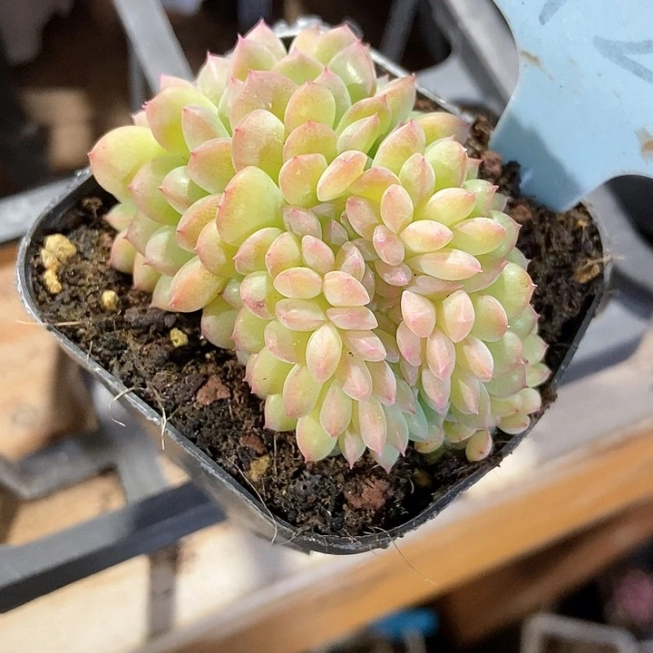 ?***暖多肉植物冰魄坠2127