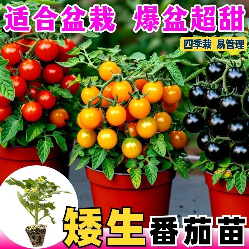寿光盆栽矮生番茄秧苗不带盆红黄黑各色矮生小番茄阳台庭院种植