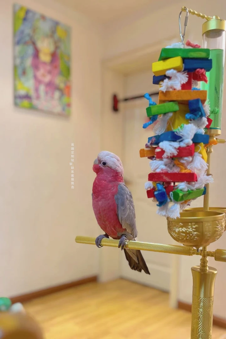 一物一拍联系客服挑选