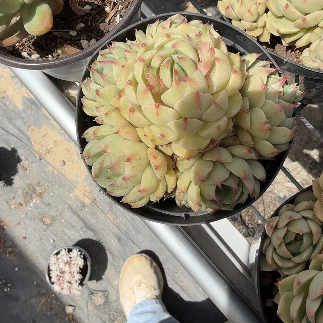 手捧花黄金笨吧第四多肉