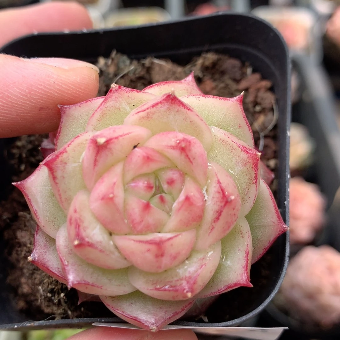 Q63山茶花三边线麦杆