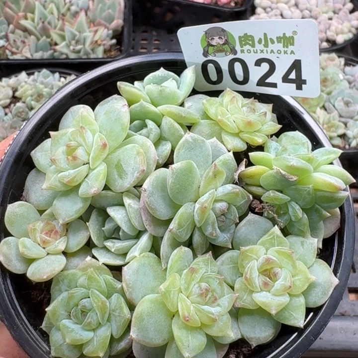 当前无花朵，栽培后可花朵多肉植物多肉植物