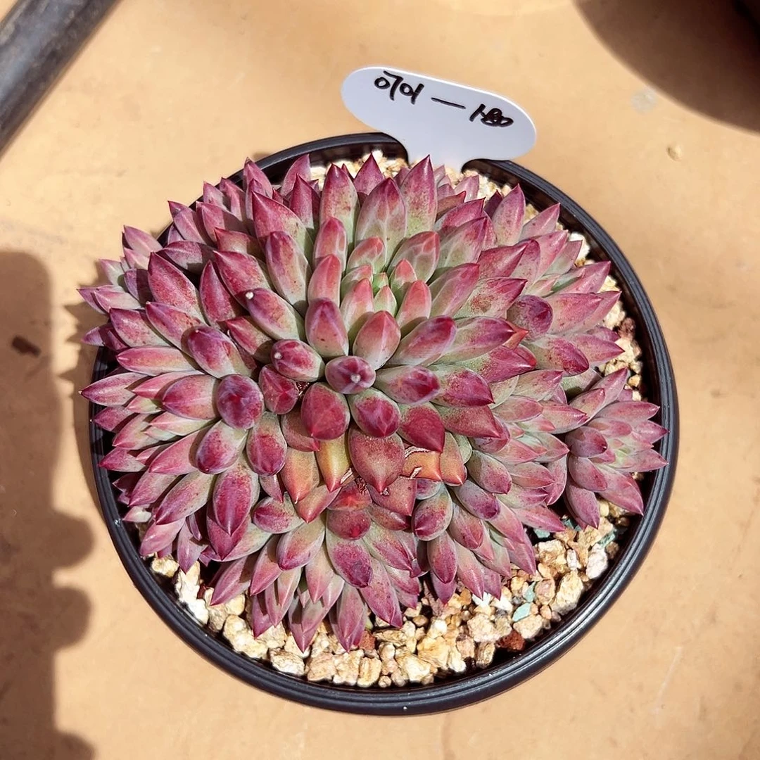 0701-180钻石虞美人多头