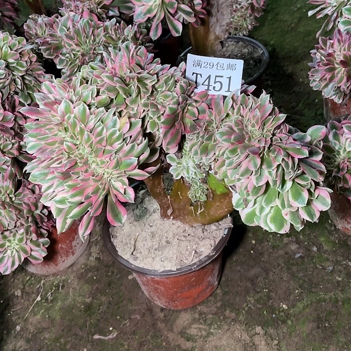 451粉女巫缀多肉植物