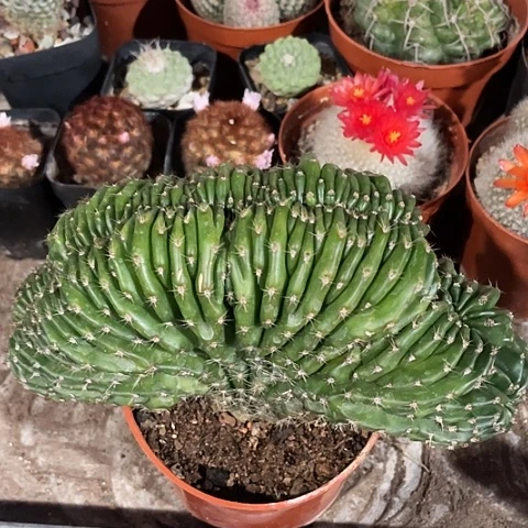 实生彩草缀化福利