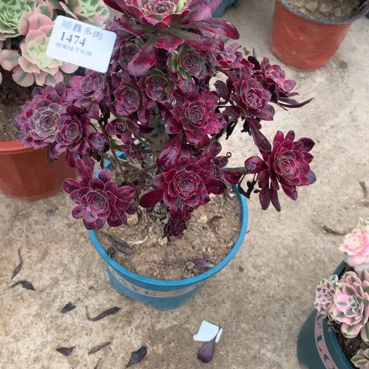 1474香奈儿多肉植物特价