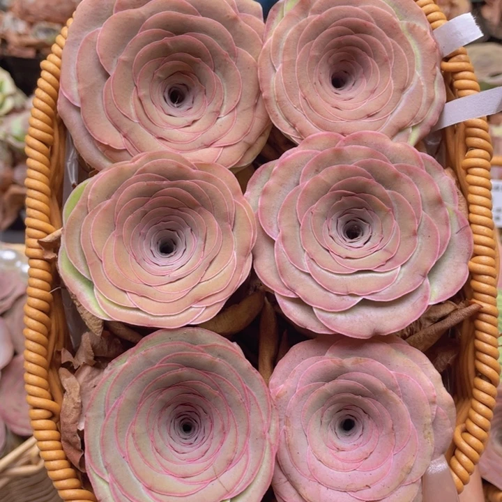 山地玫瑰523裸根发货不售后