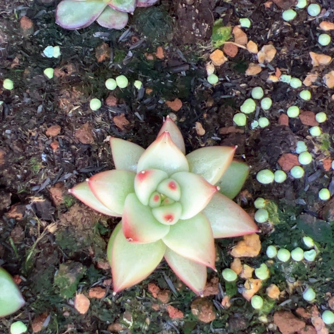 微***光多肉植物，多肉植物