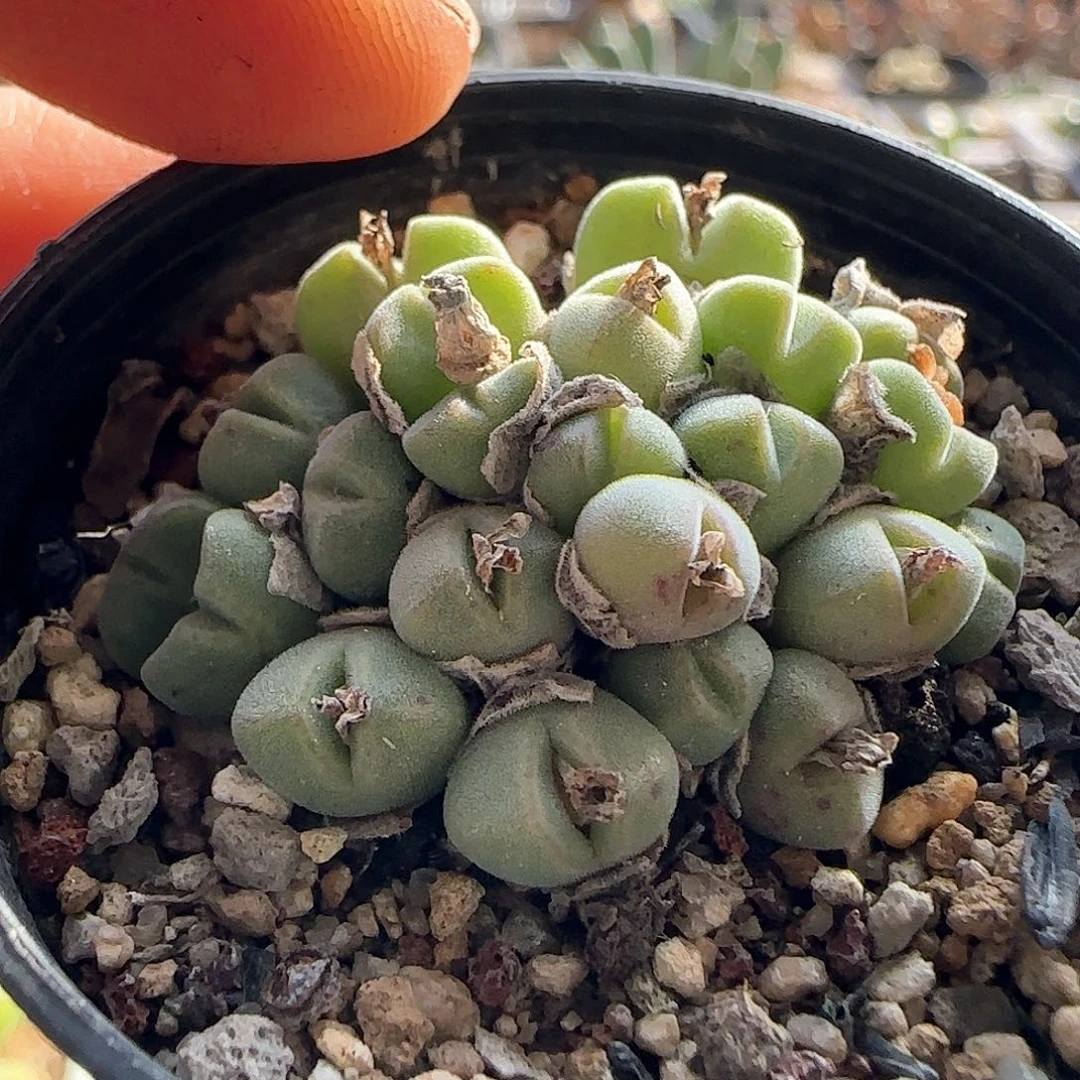 28包邮脱土发货26334