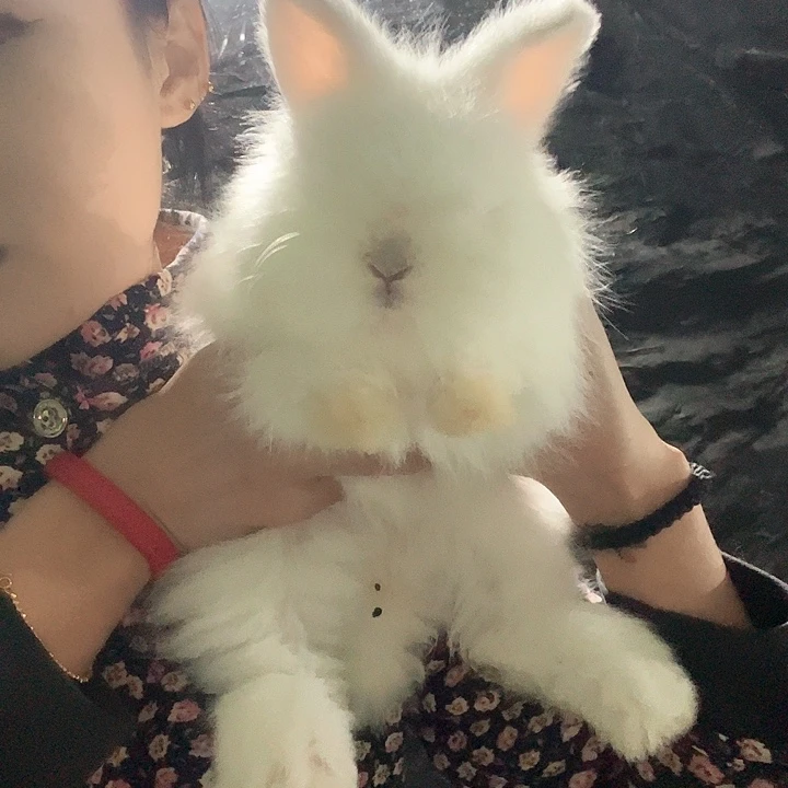 安哥拉兔白色弟弟