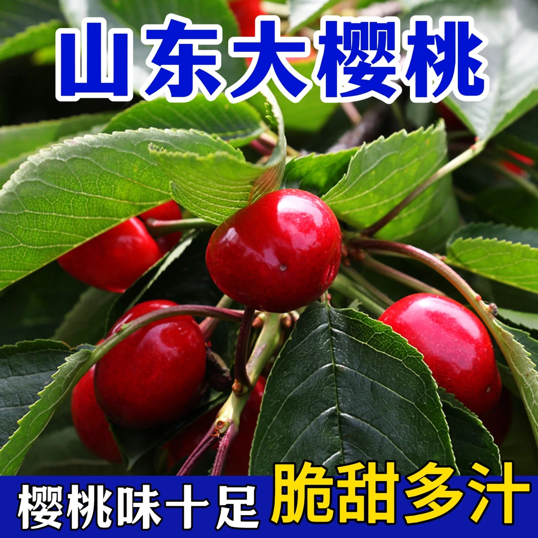 【买三斤送两斤】山东烟台美早大樱桃新鲜采摘当应季水果整箱