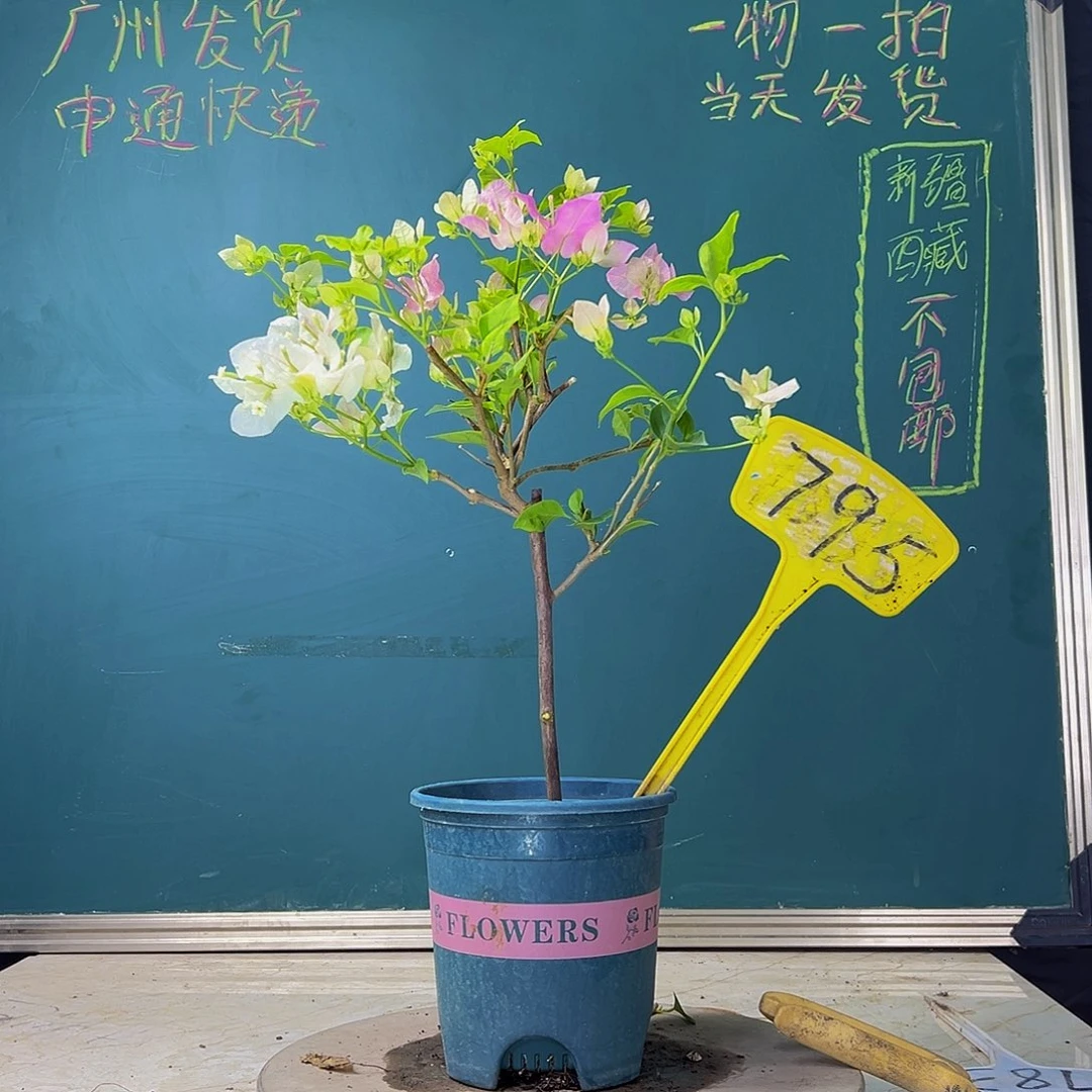 当前无花栽培后可以开花福利  广红樱  795